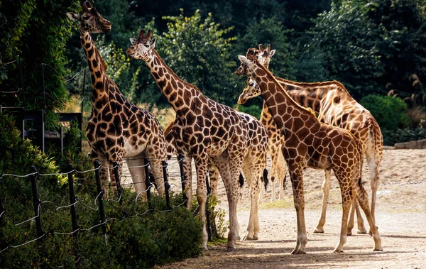 都柏林动物园六只长颈鹿在栖息地吃草 — 图库照片