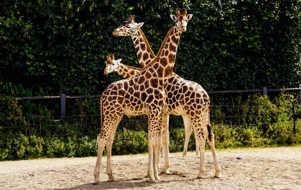 Three giraffes in their habitat in Dublin zoo — Stock Photo, Image