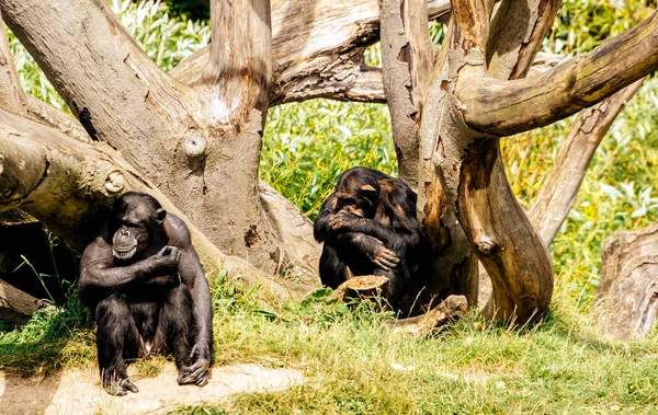 Dos chimpancés occidentales en su hábitat en el zoológico de Dublín — Foto de Stock