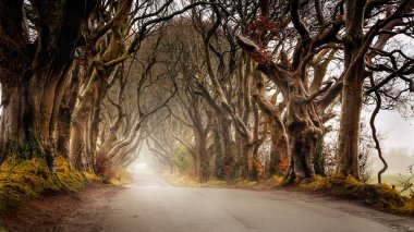 Kuzey İrlanda 'nın Antrim ilçesinde, Dark Hedges' de sonbahar sisi.