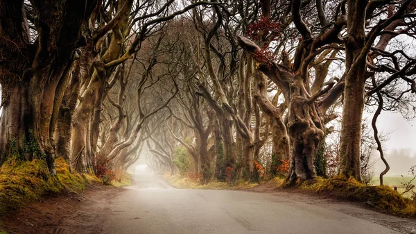 Kuzey İrlanda 'nın Antrim ilçesinde, Dark Hedges' de sonbahar sisi.