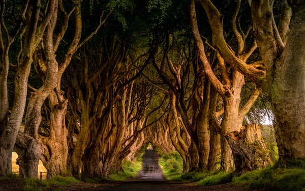 Tidigt solljus på The Dark Hedges, County Antrim, Nordirland. — Stockfoto