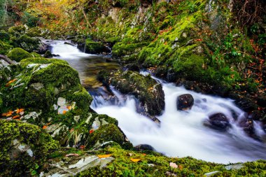Cascades on a mountain stream with mossy rocks in Tollymore Forest Park