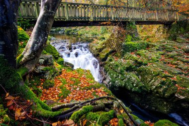 Tollymore Orman Parkı 'ndaki yosunlu kayalarla birlikte, dağ deresi üzerindeki ahşap köprünün altında şelaleler.