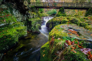 Cascades under wooden bridge on mountain stream, with mossy rocks in Tollymore Forest Park clipart