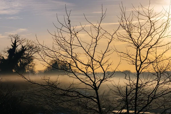 Silueta Árboles Ramas Mañana Invierno Con Misteriosa Espeluznante Niebla Los — Foto de Stock