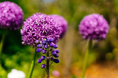 Güzel, çiçek açan Allium Vienale ve Üzüm Hyacinth 'e Muscari Latifolium' a renkli bulanık arka planda çiçekler, bahar zamanı