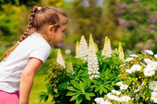 Joven Chica Blanca Caucásica Oliendo Grandes Flores Lupina Blanca Prado — Foto de Stock