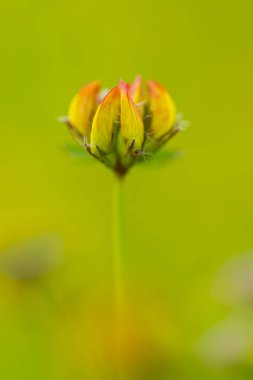 Tarladaki sarı çiçek.