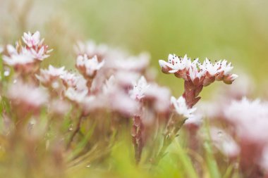 tarlada beyaz ve pembe çiçekler