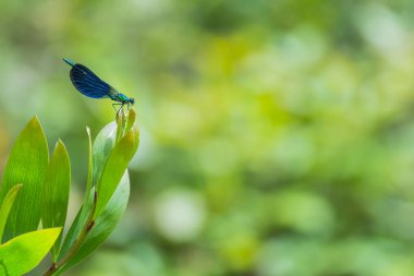 yeşil bir ağaç üzerinde yeşil kızböcekleri