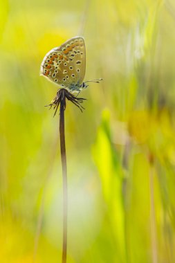 doğada turuncu kelebek
