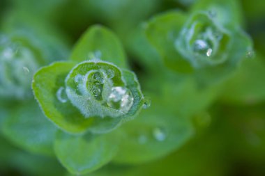 Yeşil bitki su damlaları ile