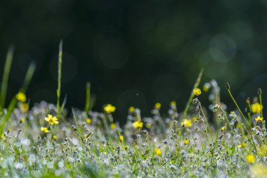 Gündoğumu, tarlada sarı çiçekler