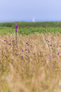 Çavdar alanının ortasında pembe çiçekler