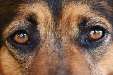 Siyah bir köpeğin portresi. 