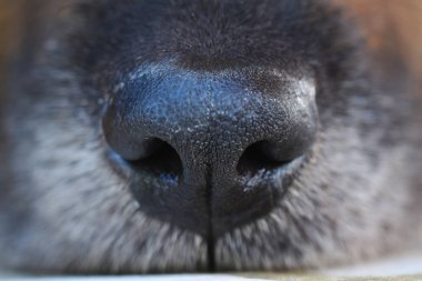siyah köpek namlu