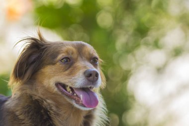 Bir köpek çim portresi