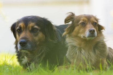 Çim iki köpek portresi