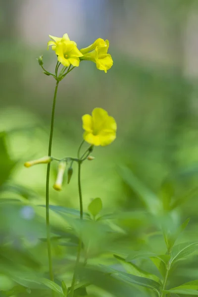 Fiori gialli nel campo — Foto Stock