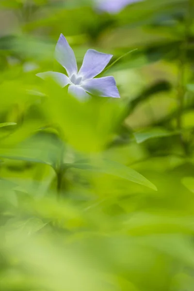 Fiore viola nel campo — Foto Stock