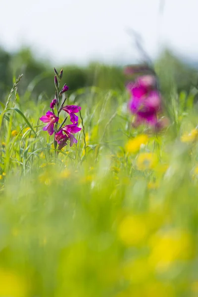 Giglio rosa nel campo — Foto Stock