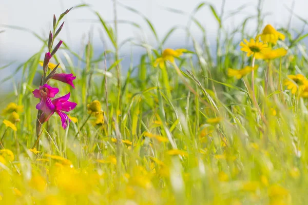 Giglio rosa nel campo — Foto Stock