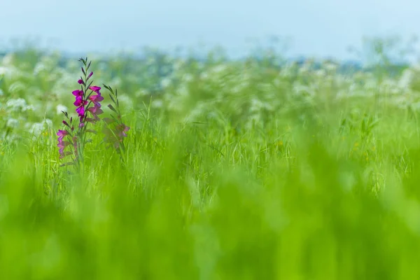 Giglio rosa nel campo — Foto Stock