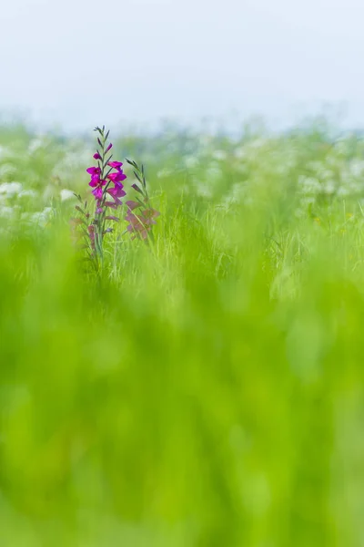 Pembe lily alanında