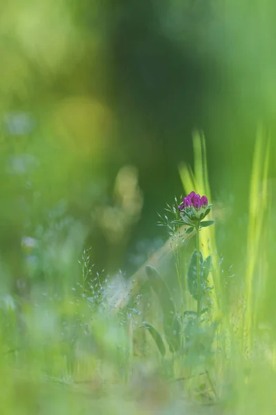 Fiore viola nel campo — Foto Stock