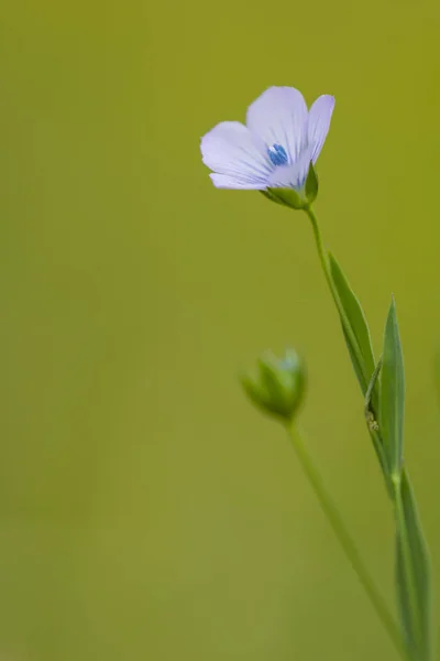 Tarlada mavi çiçekler — Stok fotoğraf