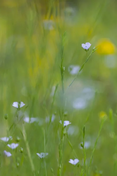 Fiori blu nel campo — Foto Stock