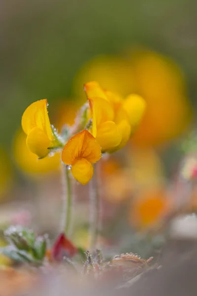 Fiori gialli e arancioni con gocce d'acqua — Foto Stock