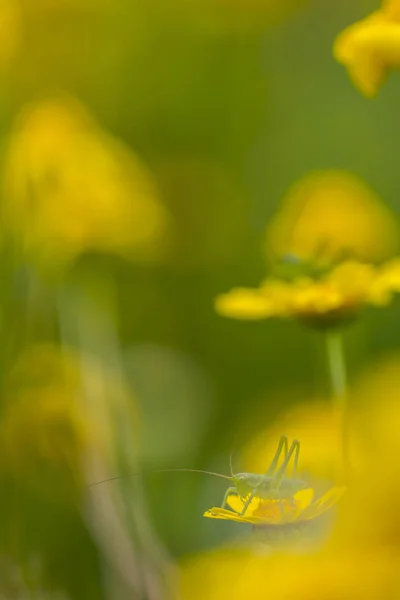 Cavalletta verde sopra un fiore giallo — Foto Stock