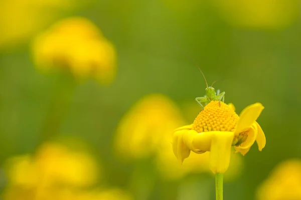 Green grasshopper on top of a yellow flower — Stock Photo, Image