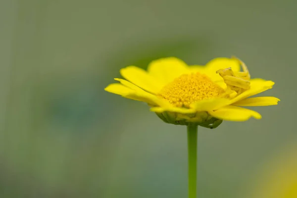 Ragno giallo sulla cima di un fiore giallo — Foto Stock