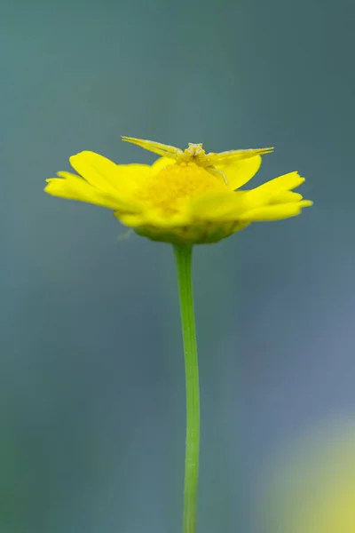 Ragno giallo sulla cima di un fiore giallo — Foto Stock