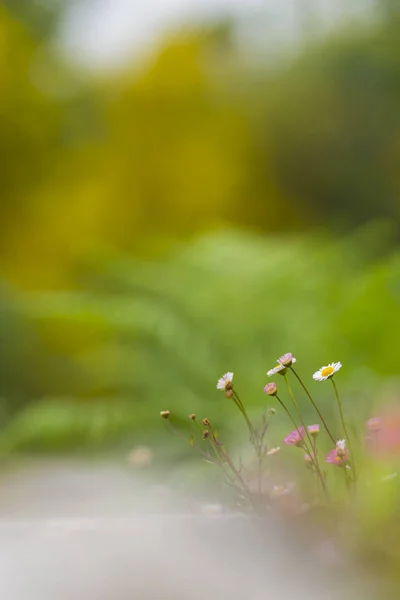 Fiori rosa vicino alla strada — Foto Stock