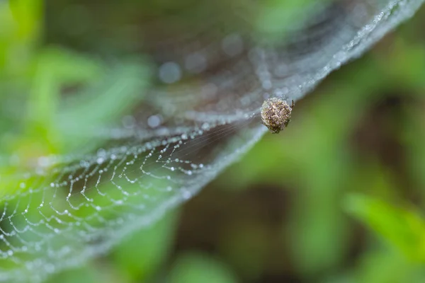 Brun spindel i sin web — Stockfoto