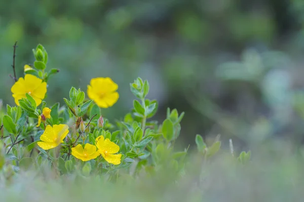 Fiori gialli nel campo — Foto Stock
