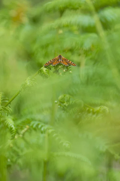 Orange butterfly resting on green plants — Stock Photo, Image