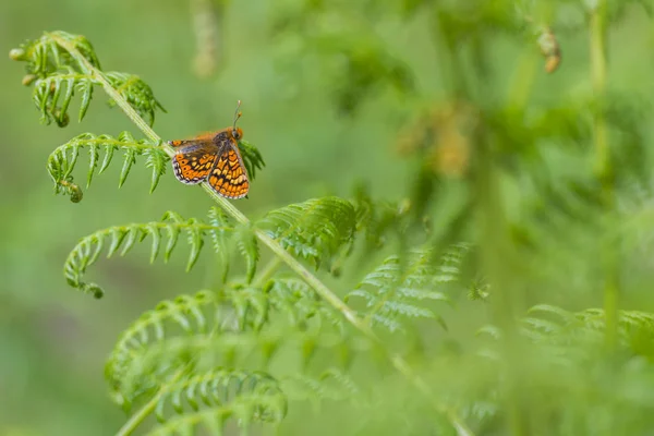 Orange butterfly resting on green plants — Stock Photo, Image