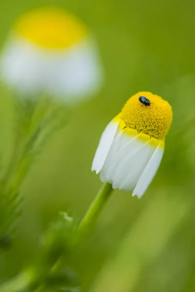 sivrisinek ile sarı çiçek
