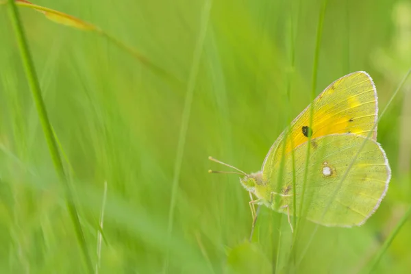 Farfalla gialla nel campo — Foto Stock