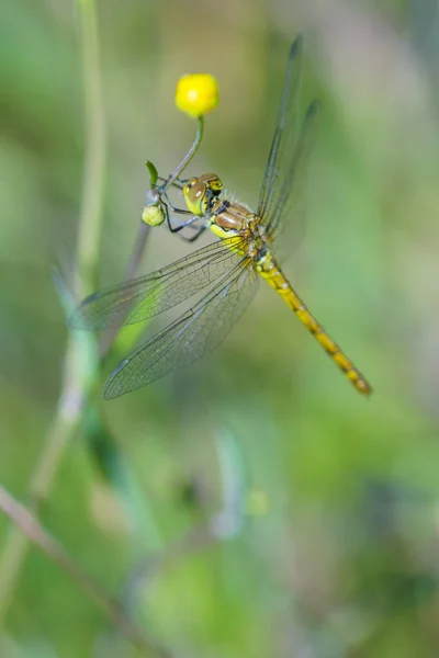 Libélula amarilla en la naturaleza —  Fotos de Stock