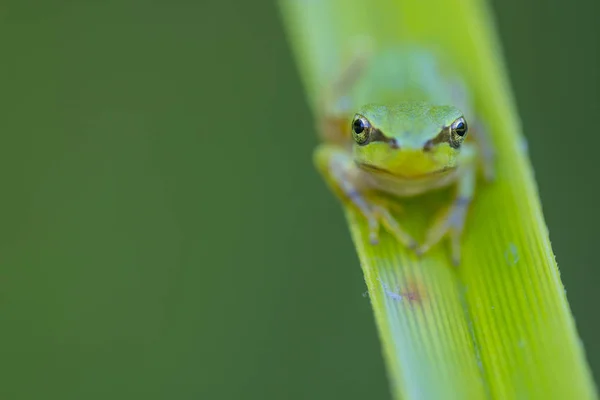 Green frog on a green plant — Stock Photo, Image