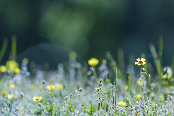 Fiori gialli in campo all'alba — Foto Stock