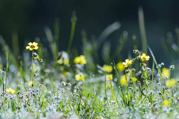 Fiori gialli in campo all'alba — Foto Stock