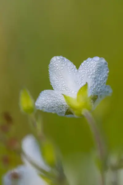 Flor blanca con gotas de agua —  Fotos de Stock