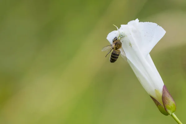 Λευκή αράχνη τρώγοντας μια μέλισσα μέλι — Φωτογραφία Αρχείου